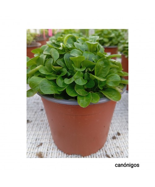 CANÓNIGOS