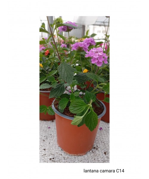 LANTANA CAMARA C14