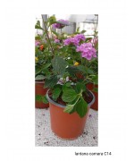 LANTANA CAMARA C14