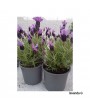 LAVANDA G