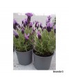 LAVANDA G