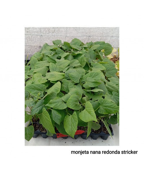 MONJETA NANA REDONDA STRICKER