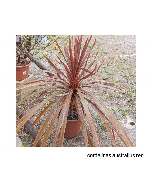CORDELINAS AUSTRALUIS RED