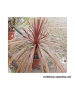 CORDELINAS AUSTRALUIS RED