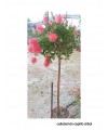 CALISTEMON CEPILLO ÁRBOL