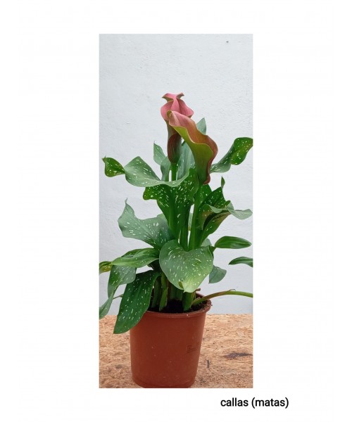 CALLAS (MATAS)