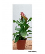 CALLAS (MATAS)