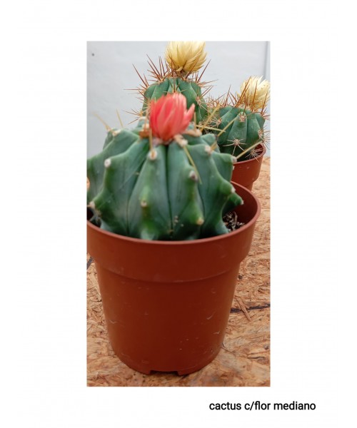 CACTUS CON FLOR MEDIANO