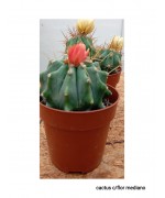 CACTUS CON FLOR MEDIANO