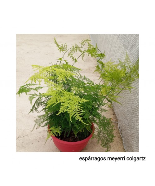 ASPARRAGOS MEYERRI