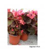BEGONIA C-10.5