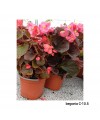 BEGONIA C-10.5