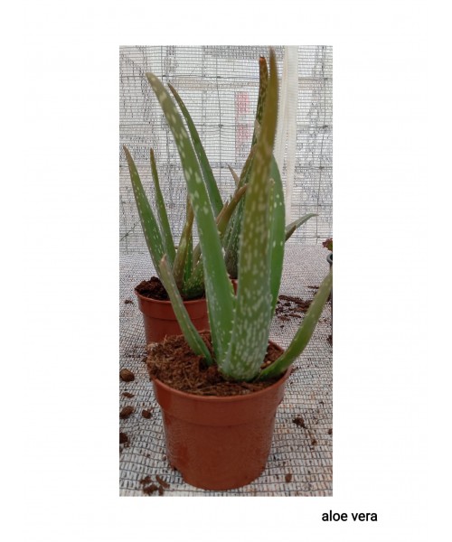 ALOEVERA