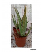 ALOEVERA