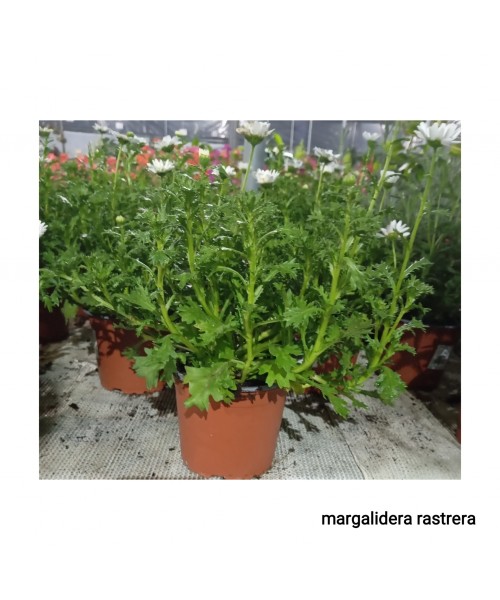 MARGALIDERA RASTRERA