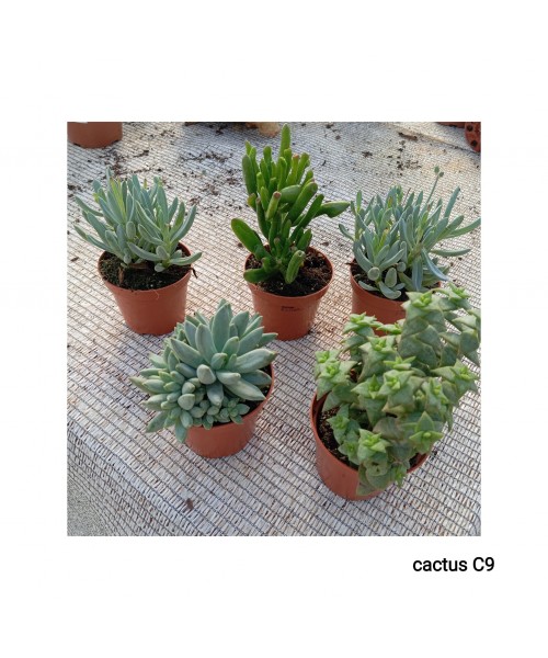 CACTUS C9