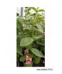 ROSA MISTICA C10.5