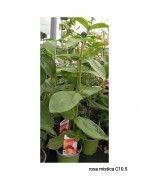 ROSA MISTICA C10.5