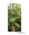 ROSA MISTICA C10.5