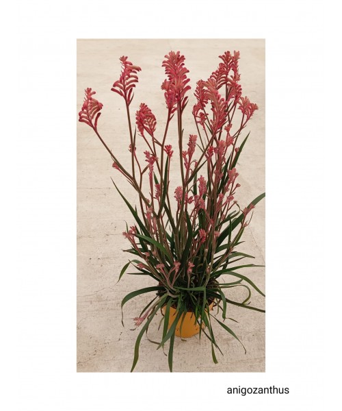 ANIGOZANTHUS