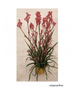 ANIGOZANTHUS