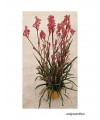 ANIGOZANTHUS