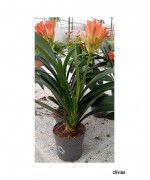 CLIVIAS