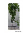 PRUNERA BLACK AMBER