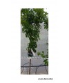PRUNERA BLACK AMBER