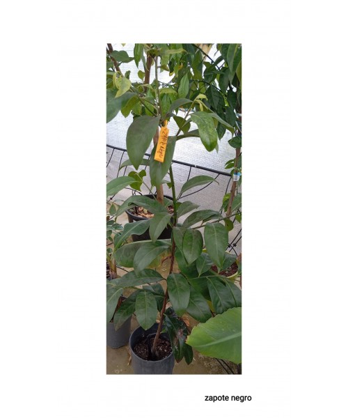 ZAPOTE NEGRO