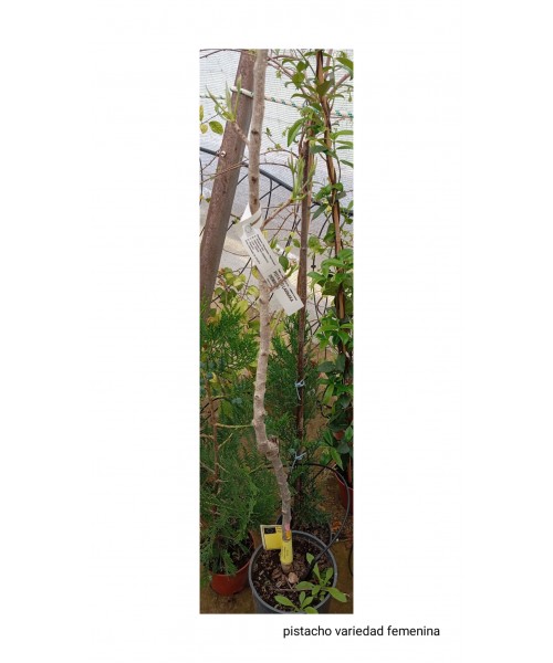 PISTACHO VARIEDAD FEMENINA