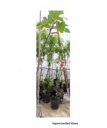 HIGUERA BORDISOL BLANCA
