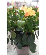 HIBISCUS C23