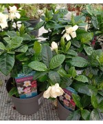 GARDENIA C13